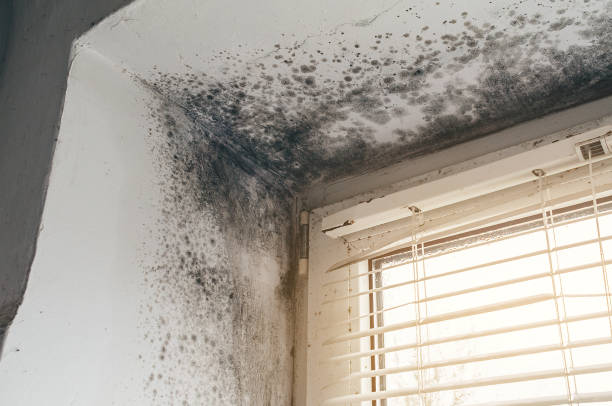 Affordable Crawl Space Mold Removal solutions in Huntingtown, MD